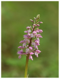 Orchis mascula