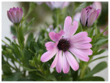 Osteospermum 