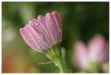 Osteospermum 