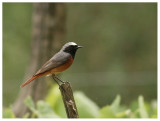 Common Redstart