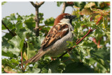 Italian Sparrow
