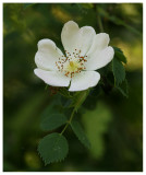 Rosa Canina