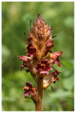 Orobanche