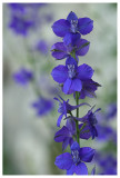 Consolida regalis