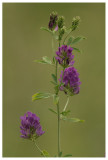 Medicago sativa