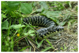 Coluber viridiflavus
