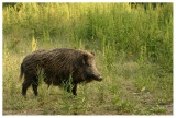 Sus scrofa