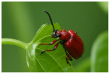 Cerambycidae sp.