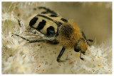 Trichius fasciatus