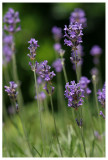 Lavandula angustifolia