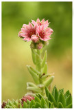 Sempervivum tectorum