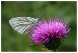 Pieris napi