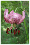Lilium martagon
