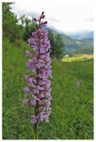Gymnadenia conopsea