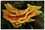 Laetiporus sulphureus