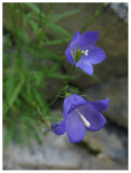 Campanula cochlearifolia