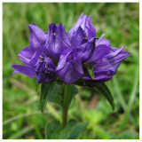 Campanula glomerata