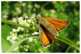 Thymelicus lineola