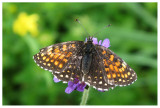 Melitaea diamina