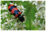 Trichodes alvearius