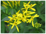 Senecio fuchsii