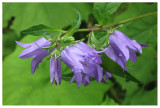 Campanula rapunculoides