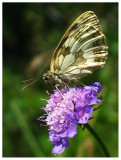 Melanargia galathea