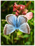 Polyommatus damon