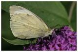 Pieris rapae