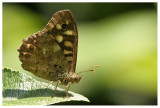 Pararge aegeria