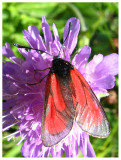 Zygaena osterodensis