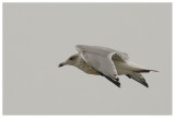 Common Gull