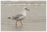 Black-headed Gull