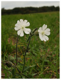 Silene latifolia