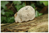 Fomitopsis sp.(?)