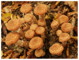 Armillaria ostoyae