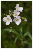 Cardamine  sp.