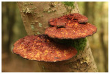 Daedaleopsis confragosa var. tricolor