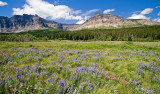 Wildflowers