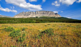 Wildflowers
