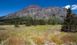 Wildflowers