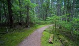 Trail To McDonald Falls