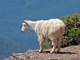 Mountain Goat