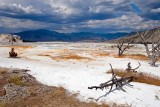 Mammoth Hot Springs 