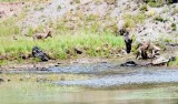 Wolf Cubs