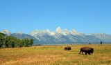 Bisons