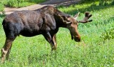 Moose