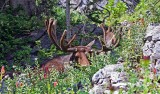 Moose