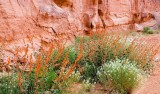 Wildflowers  