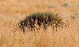 Coyote